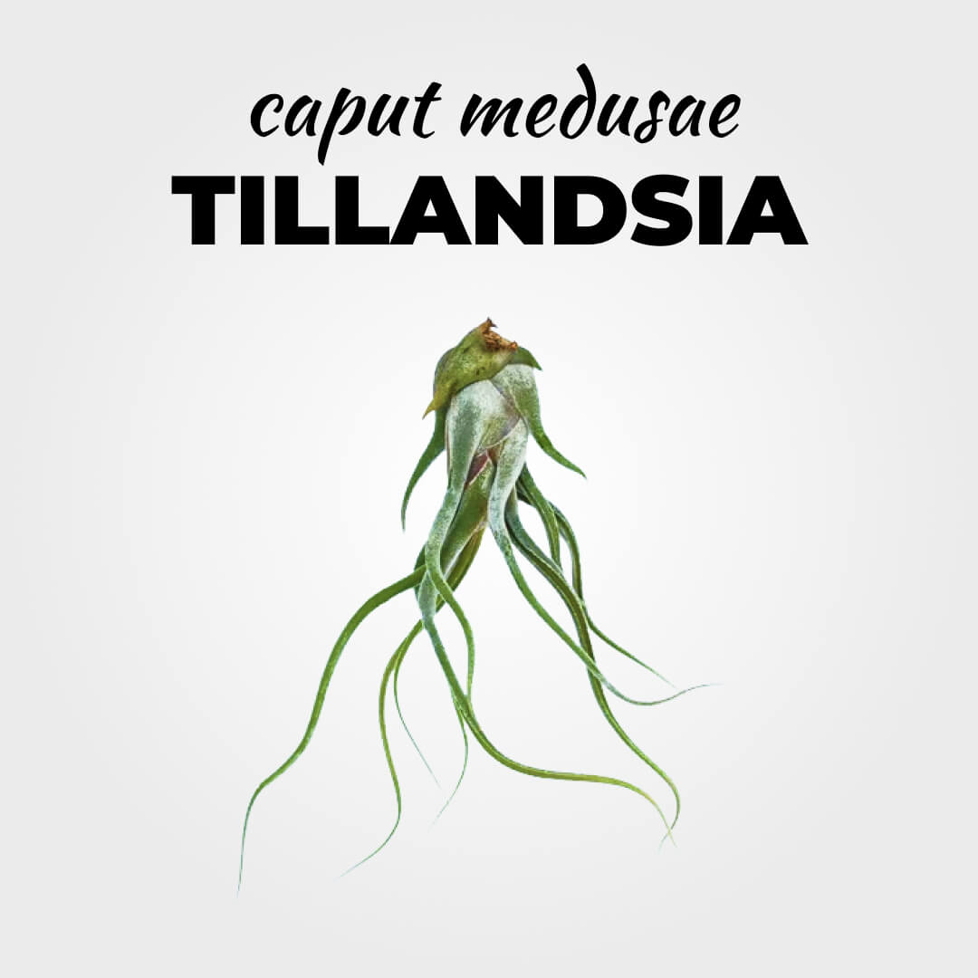 TILLANDSIA - Caput Medusae